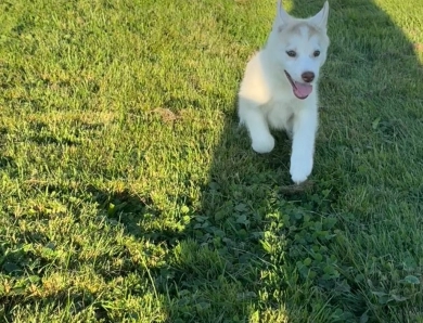 Ava