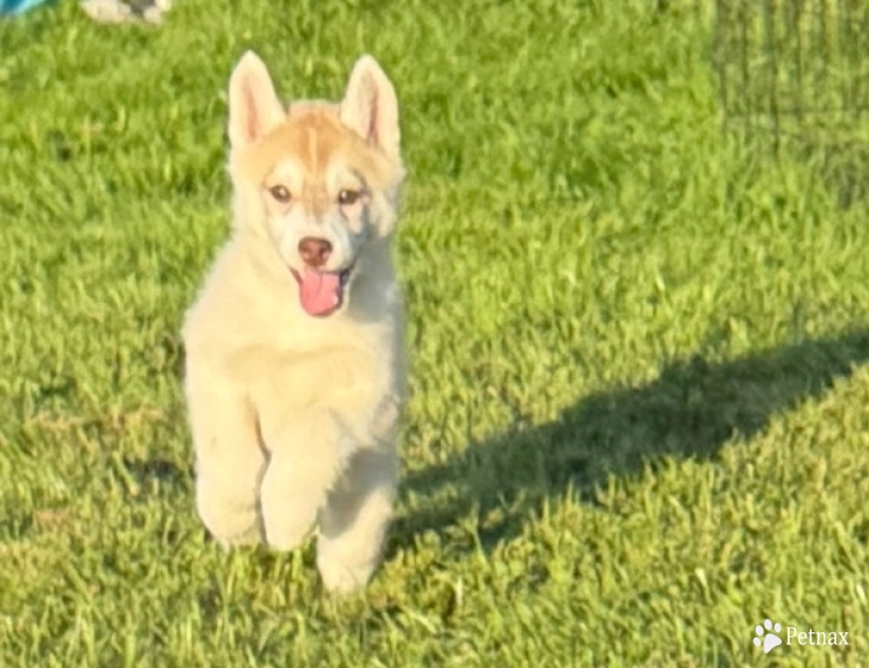Odelia Siberian Husky