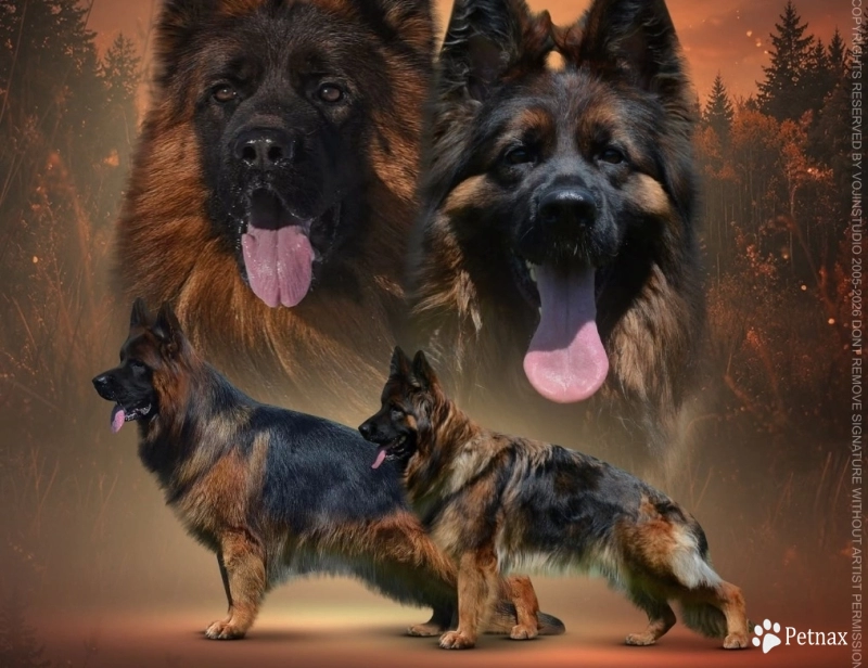 Cyvren German Shepherd
