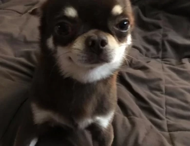 Apollo Chihuahua