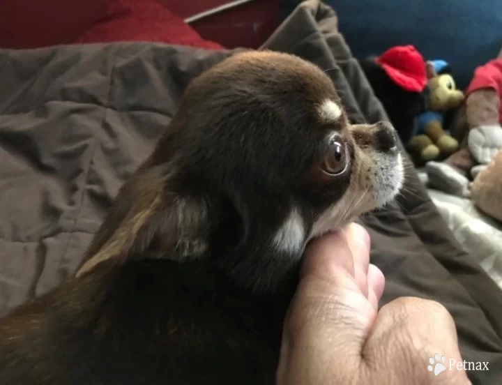 Apollo Chihuahua