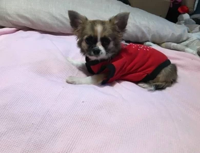 Kennedy Chihuahua