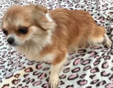 Denver Chihuahua