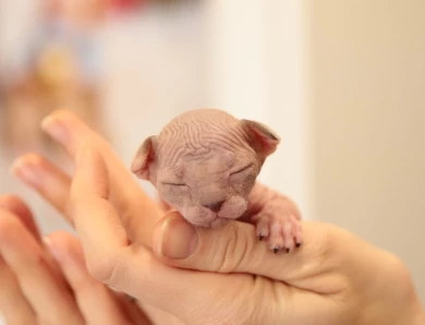 Sphynx Kittens