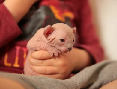 Sphynx Kittens