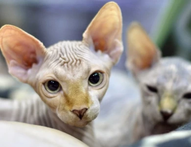 Sphynx Kittens