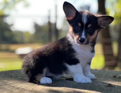 Standard coat fluff carrier Pembroke Welsh Corgi