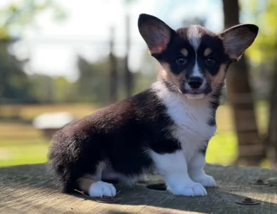 Standard coat fluff carrier Pembroke Welsh Corgi