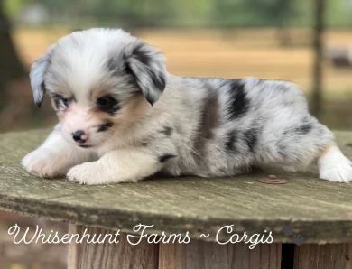 Full fluff Pembroke Welsh Corgi