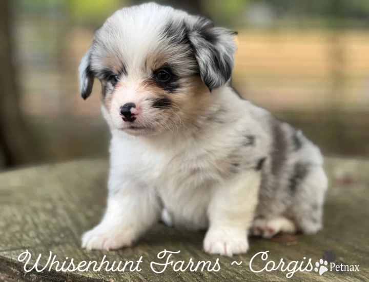 Full fluff Pembroke Welsh Corgi