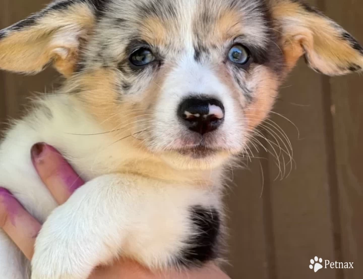 Fluff & bluie carrier Pembroke Welsh Corgi