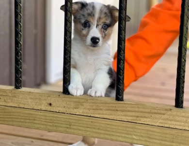 Fluff & bluie carrier Pembroke Welsh Corgi