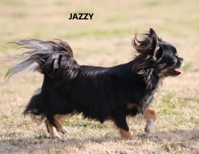 Jazzy Chihuahua