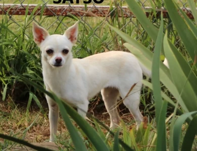 Sayso Chihuahua