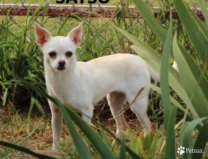 Sayso Chihuahua