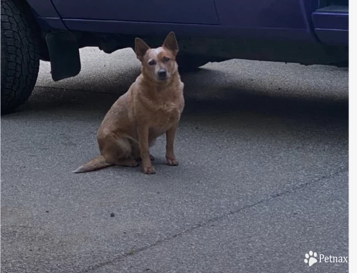 Ember Australian Cattle Dog