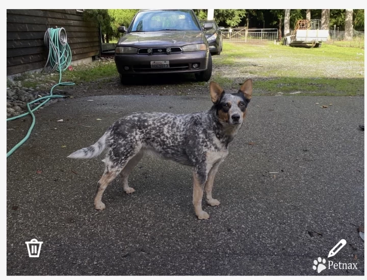 Willow Australian Cattle Dog