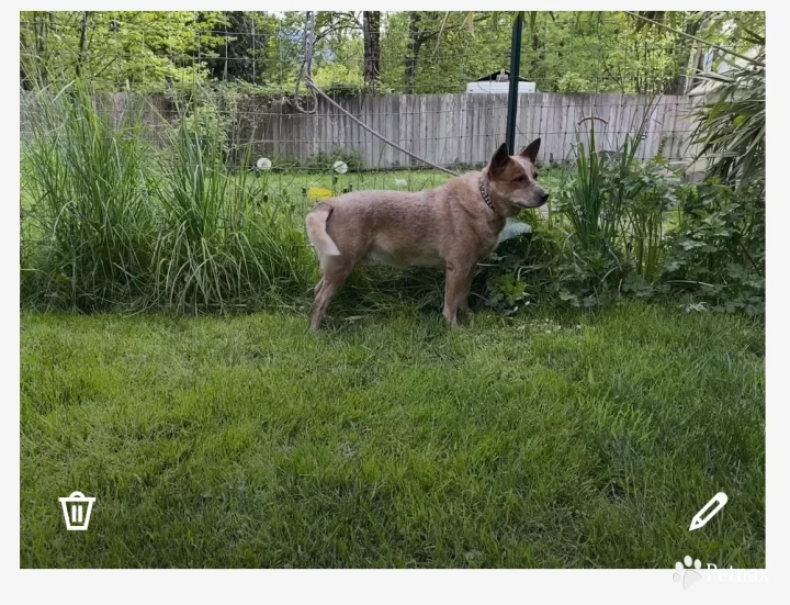 Boe Australian Cattle Dog