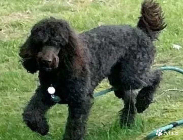 Ashton Standards Remo JAC (JAC) Standard Poodle