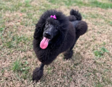 Athena Standard Poodle