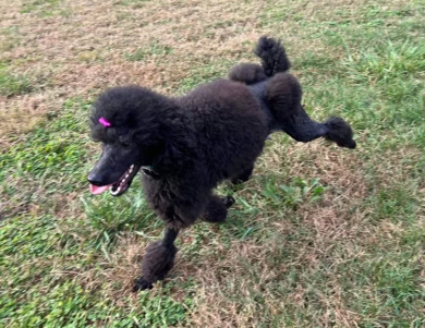 Athena Standard Poodle