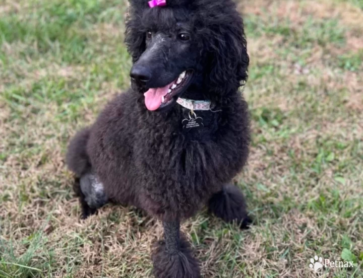 Athena Standard Poodle