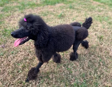 Athena Standard Poodle