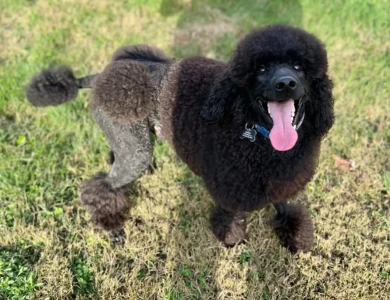 Munin Standard Poodle