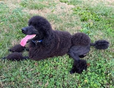 Munin Standard Poodle