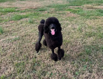 Munin Standard Poodle