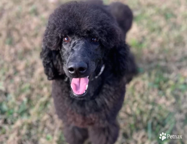 Munin Standard Poodle