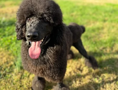 Munin Standard Poodle