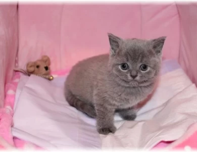 CFA-Blue BSH Kitten   British Shorthair