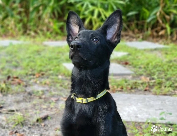 Jubilee  German Shepherd