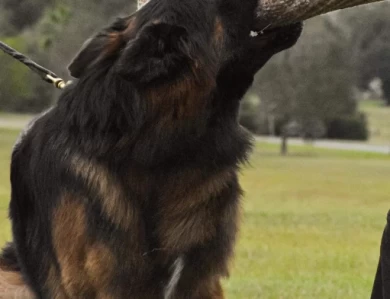 Atlas Vom Haus Rissing German Shepherd