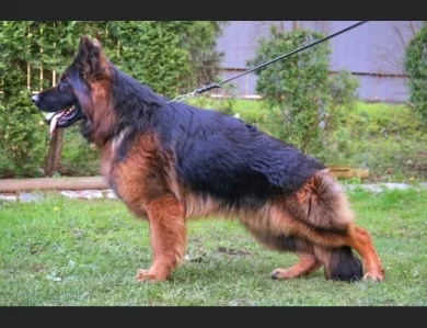 Atlas Vom Haus Rissing German Shepherd