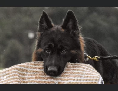 Atlas Vom Haus Rissing German Shepherd