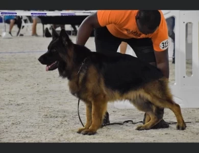 Atlas Vom Haus Rissing German Shepherd