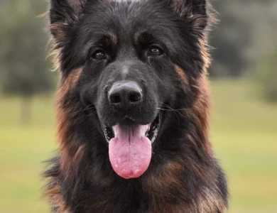 Atlas Vom Haus Rissing German Shepherd