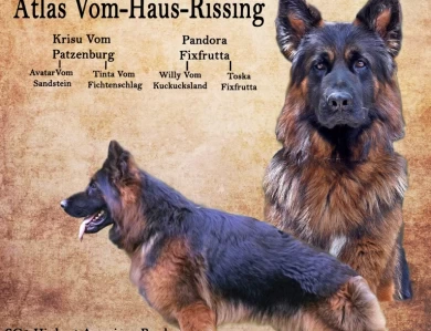 Atlas Vom Haus Rissing German Shepherd