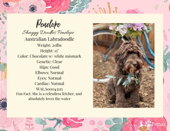 Penelope Australian Labradoodle