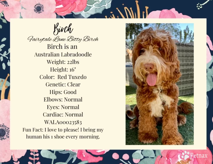 Birch Australian Labradoodle