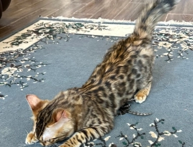 Mickey Bengal