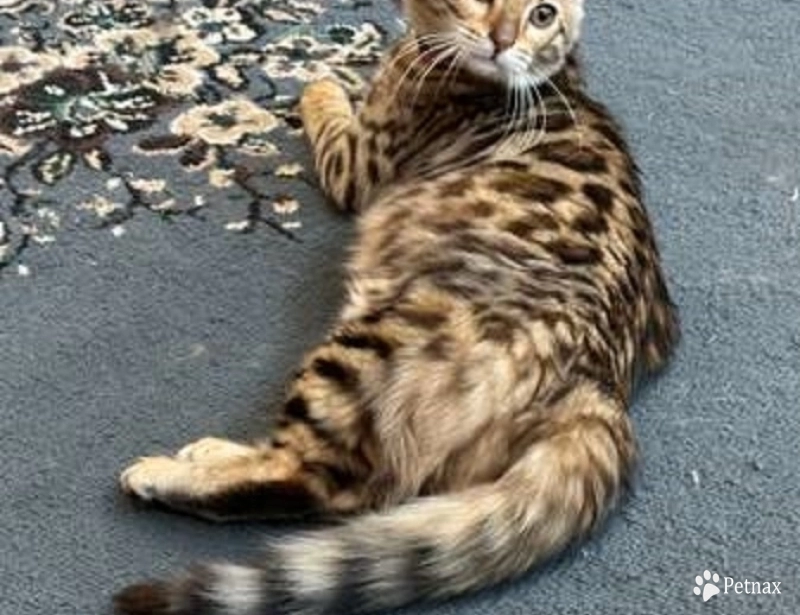 Mickey Bengal