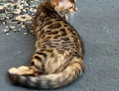 Mickey Bengal