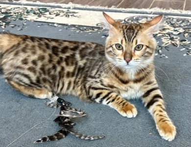 Mickey Bengal