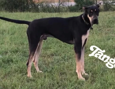 Tango Great Dane