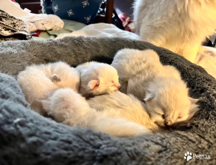 Hard days nights Ragdoll