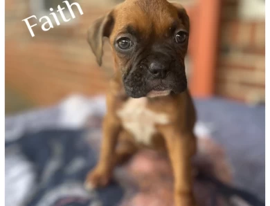 Faith 