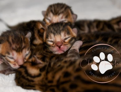 Bengal kittens available in Texas. 